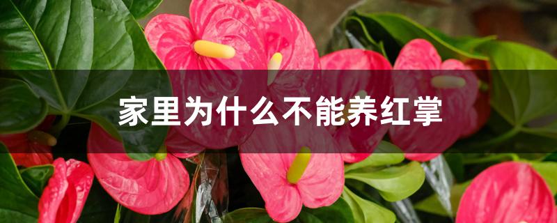 家里为什么不能养红掌 家里为什么不能养红掌