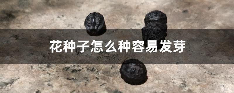 花种子怎么种容易发芽 花种子怎么种容易发芽