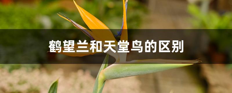 鹤望兰和天堂鸟的区别 鹤望兰和天堂鸟的区别