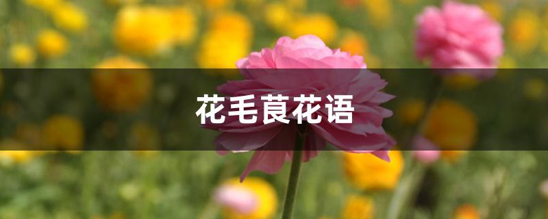 花毛茛花语 花毛茛花语