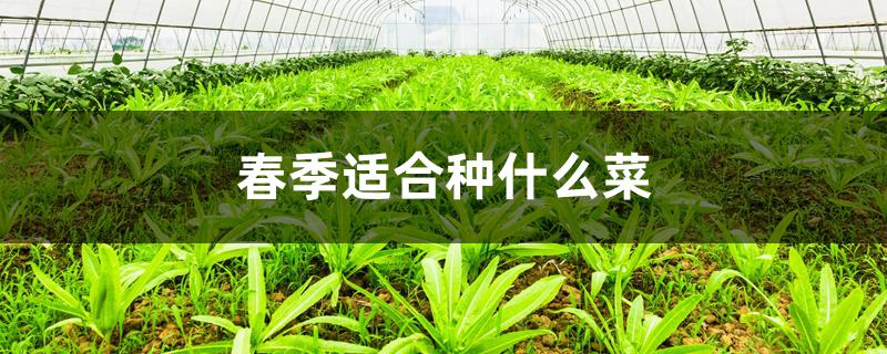 春季适合种什么菜 春季适合种什么菜
