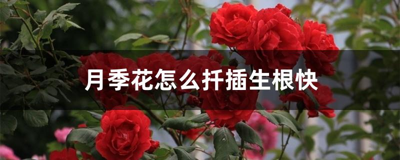 月季花怎么扦插生根快