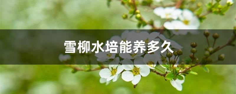 雪柳水培能养多久 雪柳水培能养多久