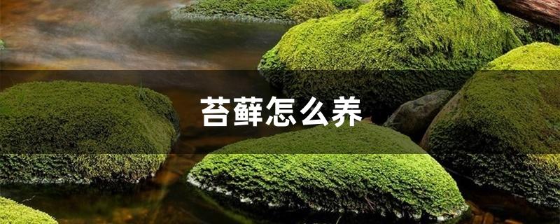 苔藓怎么养 苔藓怎么养