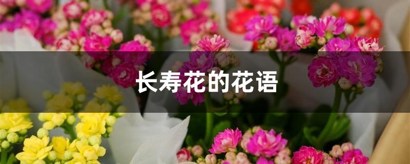 长寿花的花语 长寿花的花语