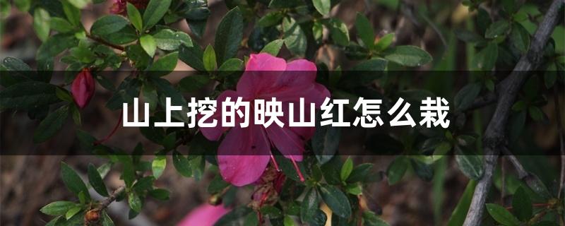 山上挖的映山红怎么栽 山上挖的映山红怎么栽