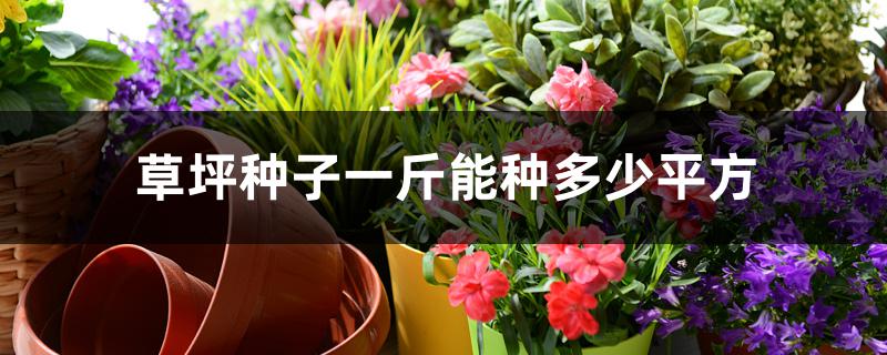 草坪种子一斤能种多少平方 草坪种子一斤能种多少平方