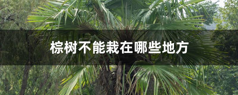 棕树不能栽在哪些地方 棕树不能栽在哪些地方