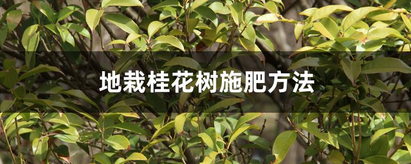 地栽桂花树施肥方法 地栽桂花树施肥方法