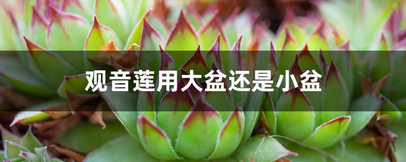 观音莲用大盆还是小盆