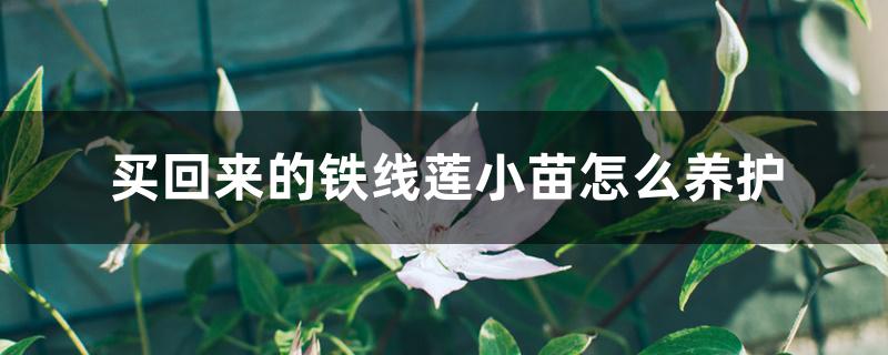 买回来的铁线莲小苗怎么养护 买回来的铁线莲小苗怎么养护