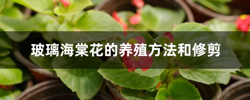 玻璃海棠花的养殖方法和修剪 玻璃海棠花的养殖方法和修剪