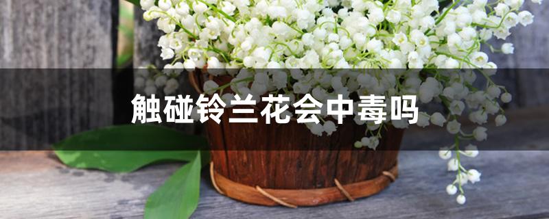 触碰铃兰花会中毒吗 触碰铃兰花会中毒吗