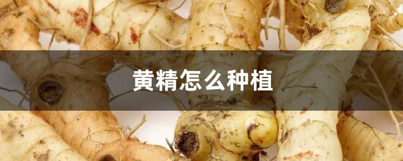 黄精怎么种植 黄精怎么种植