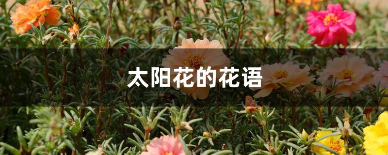 太阳花的花语 太阳花的花语