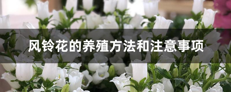 风铃花的养殖方法和注意事项 风铃花的养殖方法和注意事项