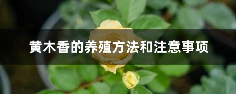 黄木香的养殖方法和注意事项 黄木香的养殖方法和注意事项