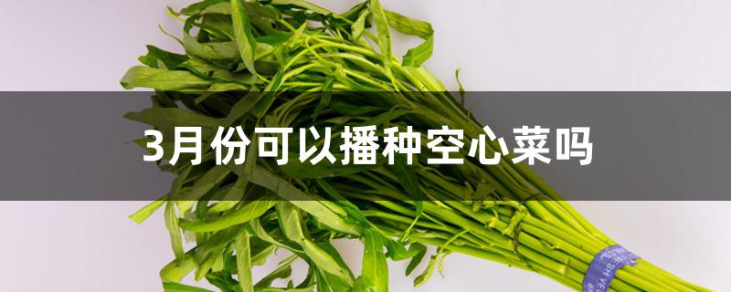 3月份可以播种空心菜吗