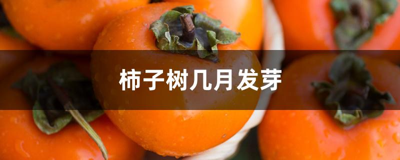 柿子树几月发芽 柿子树几月发芽