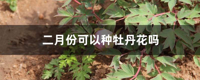 二月份可以种牡丹花吗 二月份可以种牡丹花吗