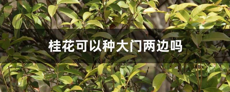 桂花可以种大门两边吗 桂花可以种大门两边吗