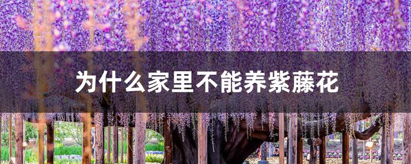 为什么家里不能养紫藤花 为什么家里不能养紫藤花
