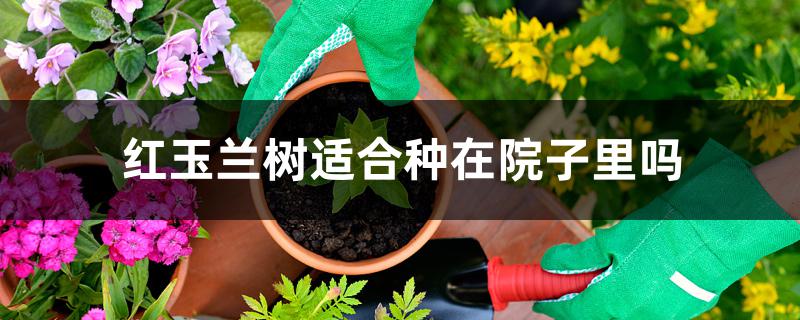 红玉兰树适合种在院子里吗 红玉兰树适合种在院子里吗