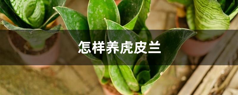 怎样养虎皮兰 怎样养虎皮兰