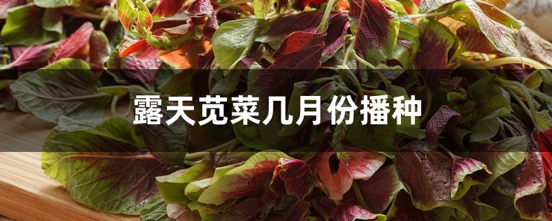 露天苋菜几月份播种 露天苋菜几月份播种