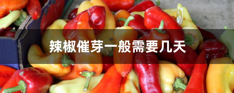 辣椒催芽一般需要几天 辣椒催芽一般需要几天