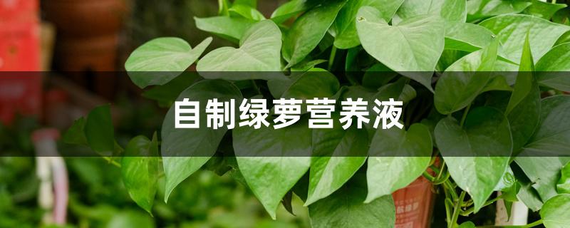 自制绿萝营养液 自制绿萝营养液