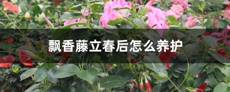 飘香藤立春后怎么养护 飘香藤立春后怎么养护