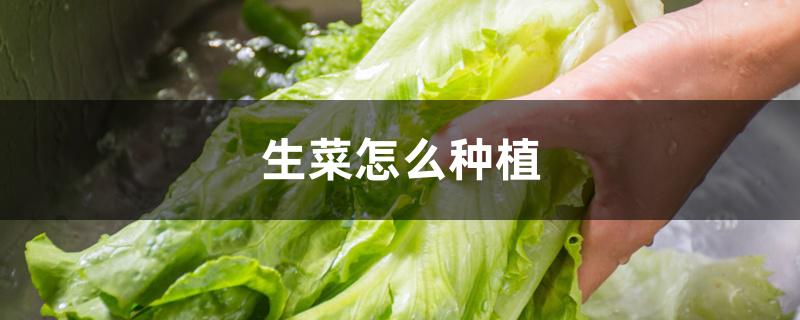 生菜怎么种植 生菜怎么种植