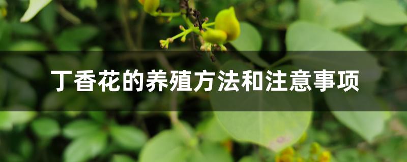 丁香花的养殖方法和注意事项 丁香花的养殖方法和注意事项