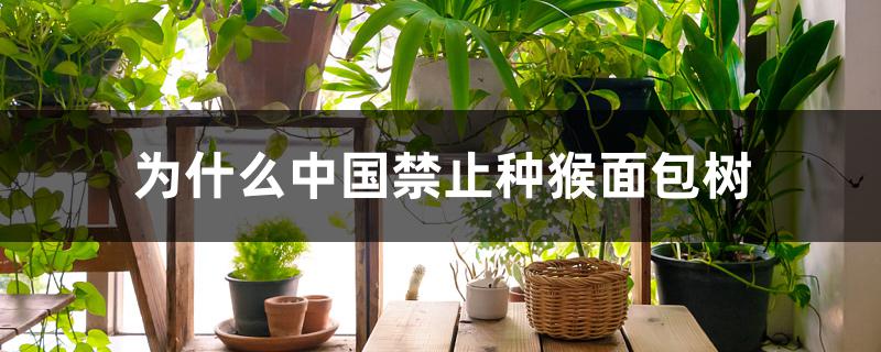 为什么中国禁止种猴面包树 为什么中国禁止种猴面包树