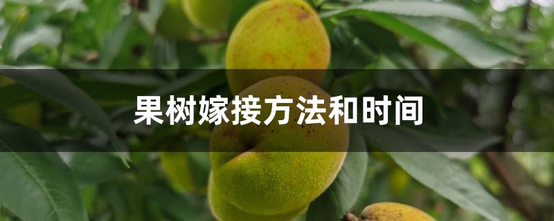 果树嫁接方法和时间 果树嫁接方法和时间