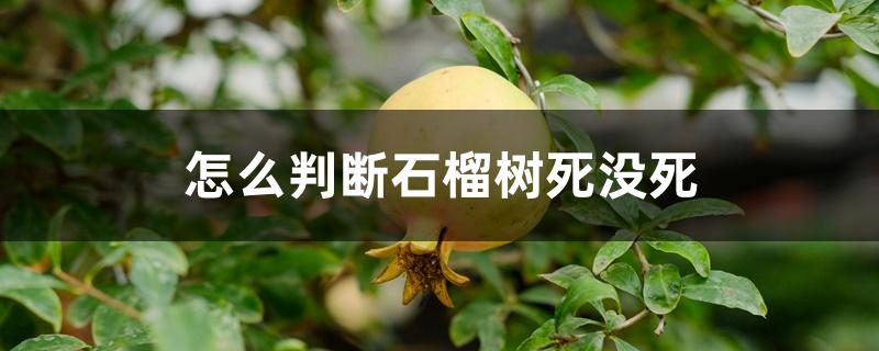 怎么判断石榴树死没死 怎么判断石榴树死没死