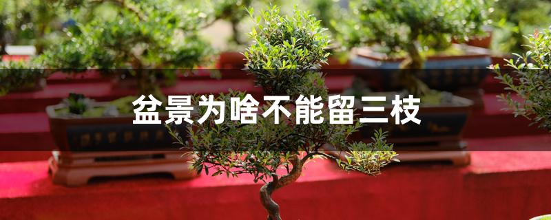 盆景为啥不能留三枝 盆景为啥不能留三枝