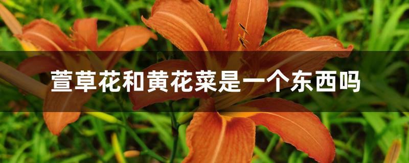 萱草花和黄花菜是一个东西吗 萱草花和黄花菜是一个东西吗