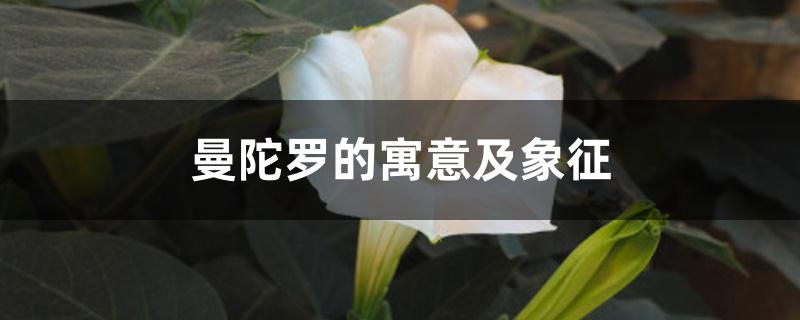 曼陀罗的寓意及象征 曼陀罗的寓意及象征