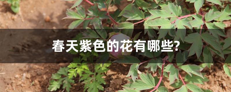 春天紫色的花有哪些? 春天紫色的花有哪些?