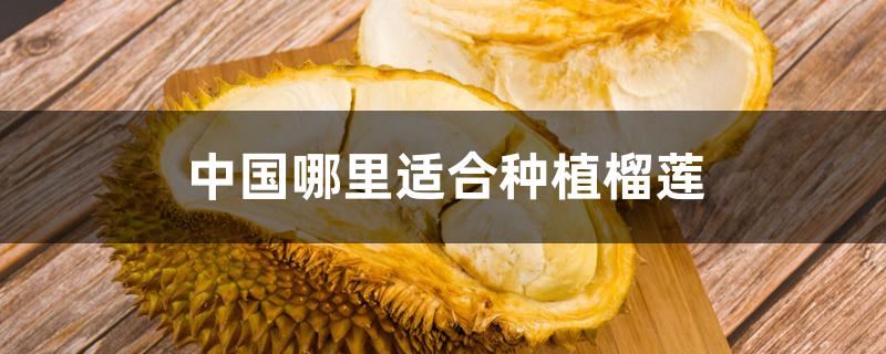 中国哪里适合种植榴莲 中国哪里适合种植榴莲