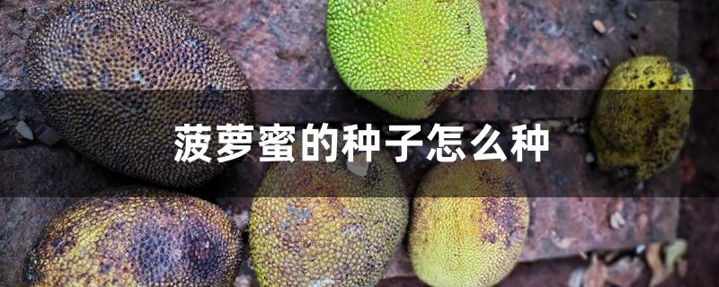 菠萝蜜的种子怎么种 菠萝蜜的种子怎么种