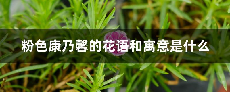 粉色康乃馨的花语和寓意是什么 粉色康乃馨的花语和寓意是什么