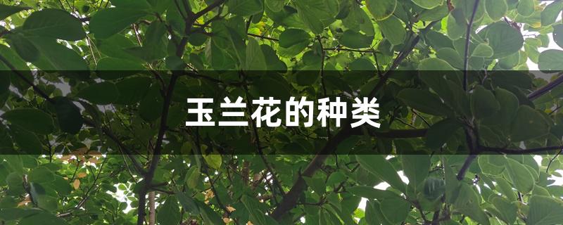 玉兰花的种类 玉兰花的种类