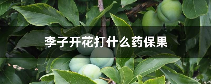 李子开花打什么药保果