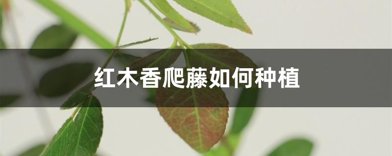 红木香爬藤如何种植 红木香爬藤如何种植