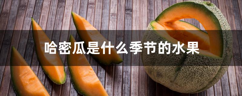 哈密瓜是什么季节的水果 哈密瓜是什么季节的水果