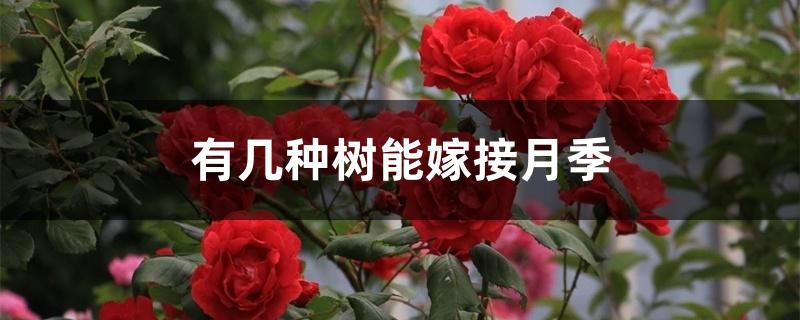 有几种树能嫁接月季 有几种树能嫁接月季