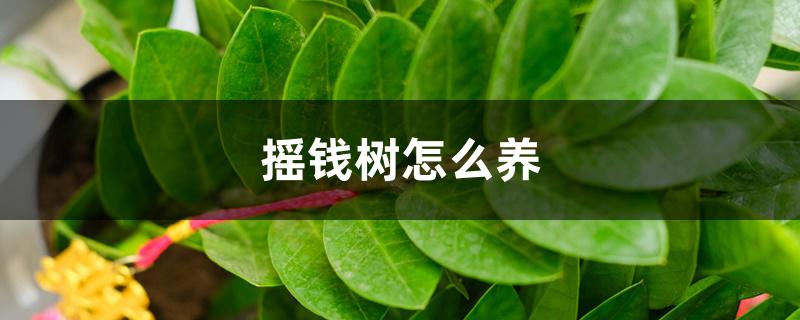 摇钱树怎么养 摇钱树怎么养